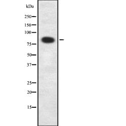 ELOA Polyclonal Antibody, Invitrogen 100 &mu;L; Unconjugated:Antibodies,