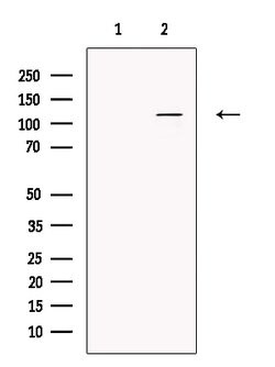 Invitrogen RAPGEF4 Polyclonal Antibody 100 &mu;L; Unconjugated:Antibodies,