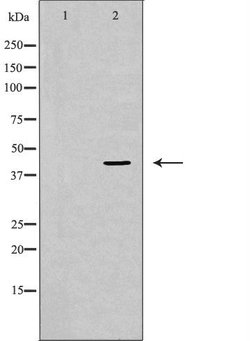 Invitrogen ERK2 Polyclonal Antibody 100 &mu;L; Unconjugated:Antibodies,