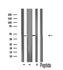 Invitrogen Flotillin 2 Polyclonal Antibody 100 &mu;L | Buy Online | Invitrogen&trade; | Fisher Scientific
