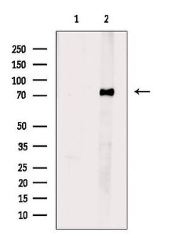Invitrogen ESRP1 Polyclonal Antibody 100 &mu;L; Unconjugated:Antibodies,