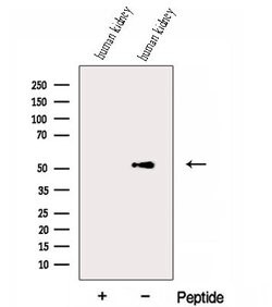 Invitrogen ESRRG Polyclonal Antibody 100 &mu;L; Unconjugated:Antibodies,