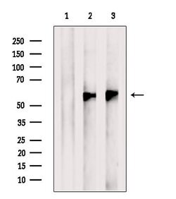 Invitrogen ESRRG Polyclonal Antibody 100 &mu;L; Unconjugated:Antibodies,