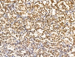 Invitrogen XPO5 Polyclonal Antibody 100 &mu;L; Unconjugated:Antibodies,