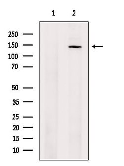 Invitrogen XPO5 Polyclonal Antibody 100 &mu;L; Unconjugated:Antibodies,