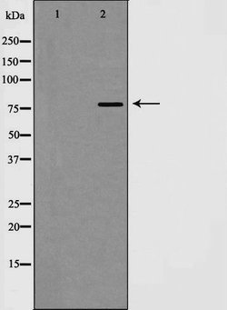 Invitrogen EZH1 Polyclonal Antibody 100 &mu;L; Unconjugated:Antibodies,