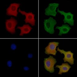 Invitrogen FASTKD1 Polyclonal Antibody 100 &mu;L; Unconjugated:Antibodies,