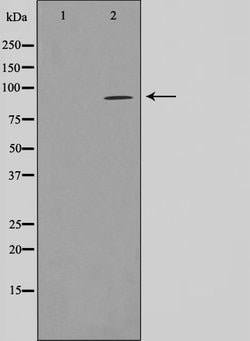 Invitrogen FASTKD1 Polyclonal Antibody 100 &mu;L; Unconjugated:Antibodies,