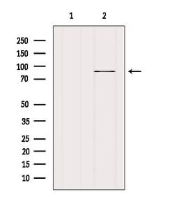 Invitrogen FASTKD5 Polyclonal Antibody 100 &mu;L; Unconjugated:Antibodies,