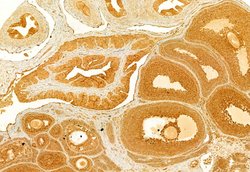 Invitrogen FAS (CD95) Polyclonal Antibody 100 &mu;L; Unconjugated:Antibodies,