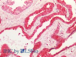 Invitrogen FAS (CD95) Polyclonal Antibody 100 &mu;L; Unconjugated:Antibodies,