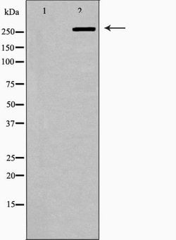 Invitrogen FASN Polyclonal Antibody 100 &mu;L | Buy Online | Invitrogen&trade; | Fisher Scientific
