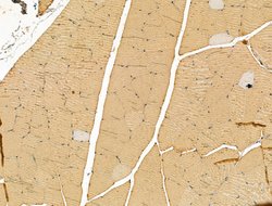 Invitrogen Myosin Heavy Chain Polyclonal Antibody 100 &mu;L; Unconjugated:Antibodies,