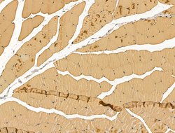 Invitrogen Myosin Heavy Chain Polyclonal Antibody 100 &mu;L; Unconjugated:Antibodies,