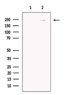 Invitrogen Myosin Heavy Chain Polyclonal Antibody 100 &mu;L; Unconjugated:Antibodies,