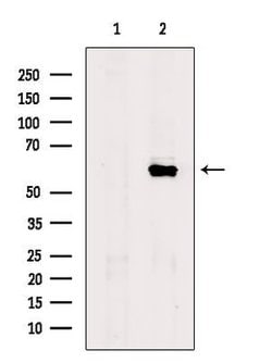 Invitrogen FUBP3 Polyclonal Antibody 100 μL; Unconjugated:Antibodies,