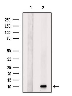 Invitrogen FCER1G Polyclonal Antibody 100 &mu;L; Unconjugated:Antibodies,