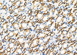 Invitrogen FGF21 Polyclonal Antibody 100 &mu;L; Unconjugated:Antibodies,