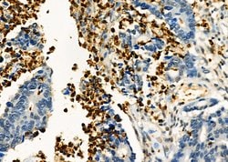 Invitrogen FGL2 Polyclonal Antibody 100 &mu;L | Buy Online | Invitrogen&trade; | Fisher Scientific