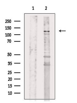 Invitrogen FHOD1 Polyclonal Antibody 100 &mu;L; Unconjugated:Antibodies,