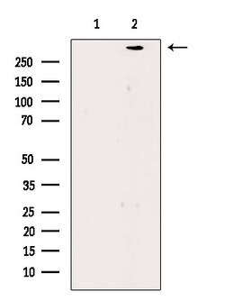 Invitrogen Filaggrin Polyclonal Antibody 100 μL; Unconjugated:Antibodies,