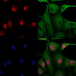 Invitrogen FKBP3 Polyclonal Antibody 100 &mu;L; Unconjugated:Antibodies,