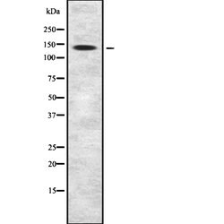 Invitrogen FLII Polyclonal Antibody 100 &mu;L | Buy Online | Invitrogen&trade; | Fisher Scientific