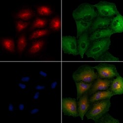 Invitrogen SEM1 isoform 2 Polyclonal Antibody 100 &mu;L; Unconjugated:Antibodies,