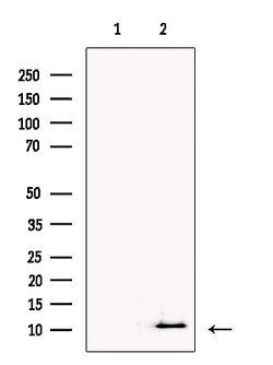 NPFF Polyclonal Antibody:Antibodies, Polyclonal