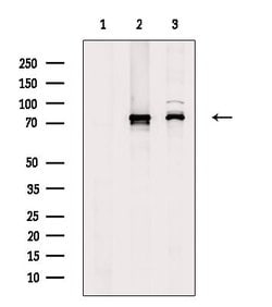 Invitrogen FOXK1 Polyclonal Antibody 100 &mu;L; Unconjugated:Antibodies,
