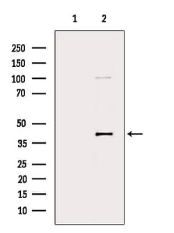 Invitrogen Fra1 Polyclonal Antibody 100 &mu;L; Unconjugated:Antibodies,