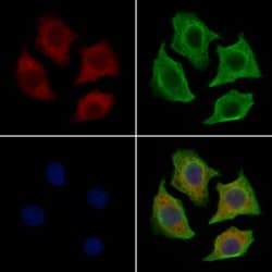 Invitrogen FRS2 Polyclonal Antibody 100 &mu;L; Unconjugated:Antibodies,