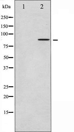 Invitrogen FRS2 Polyclonal Antibody 100 &mu;L; Unconjugated:Antibodies,