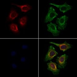 Invitrogen FZD9 Polyclonal Antibody 100 &mu;L; Unconjugated:Antibodies,