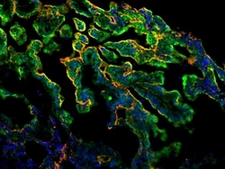 Invitrogen FZD9 Polyclonal Antibody 100 &mu;L; Unconjugated:Antibodies,