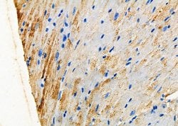 Invitrogen FZD9 Polyclonal Antibody 100 &mu;L; Unconjugated:Antibodies,