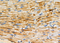Invitrogen FZD9 Polyclonal Antibody 100 &mu;L; Unconjugated:Antibodies,
