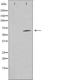 Invitrogen FZD9 Polyclonal Antibody 100 &mu;L; Unconjugated:Antibodies,