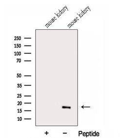 Invitrogen GABARAPL1 Polyclonal Antibody 100 &mu;L; Unconjugated:Antibodies,