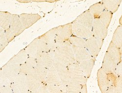 Invitrogen GABPB1 Polyclonal Antibody 100 &mu;L; Unconjugated:Antibodies,