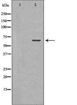 GAD65 Polyclonal Antibody 100 &mu;L | Buy Online | Thermo Scientific | Fisher Scientific