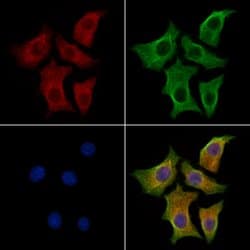 Invitrogen GAS7 Polyclonal Antibody 100 &mu;L; Unconjugated:Antibodies,