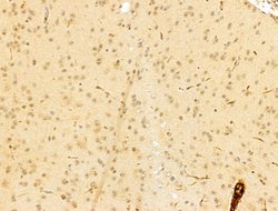 Invitrogen GAS7 Polyclonal Antibody 100 &mu;L; Unconjugated:Antibodies,