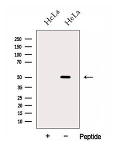 Invitrogen GAS7 Polyclonal Antibody 100 &mu;L; Unconjugated:Antibodies,