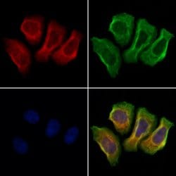 Invitrogen GPRASP1 Polyclonal Antibody 100 &mu;L; Unconjugated:Antibodies,
