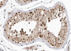 Invitrogen GPRASP1 Polyclonal Antibody 100 &mu;L; Unconjugated:Antibodies,