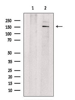 Invitrogen GPRASP1 Polyclonal Antibody 100 &mu;L; Unconjugated:Antibodies,
