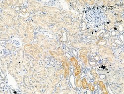 Invitrogen GFR alpha-3 Polyclonal Antibody 100 &mu;L; Unconjugated:Antibodies,