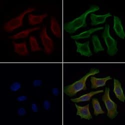 Invitrogen CRG-L2 Polyclonal Antibody 100 &mu;L; Unconjugated:Antibodies,