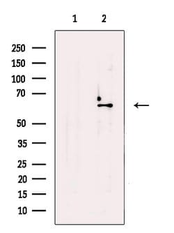 Invitrogen CRG-L2 Polyclonal Antibody 100 &mu;L; Unconjugated:Antibodies,